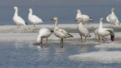 Oies des Neiges - Snow geese