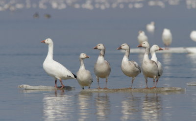 Oies des Neiges - Snow Geese