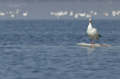 Oie des neiges - Snow goose