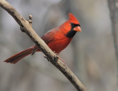 Cardinal - Northern Cardinal 