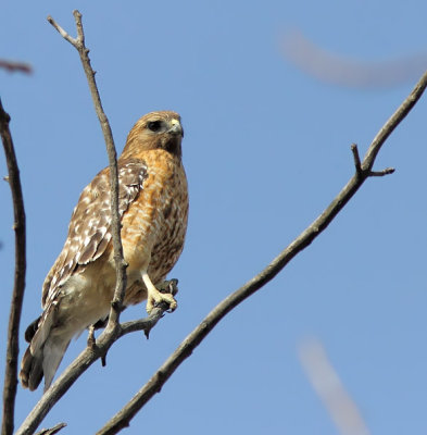 Buse a paulettes - Red-shouldered Hawk