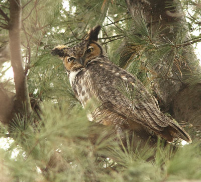Grand Duc - Great-horned Owl