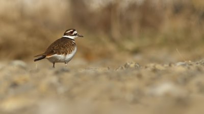 Pluvier Kildir - Kildeer 