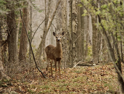 Chevreuil - Deer