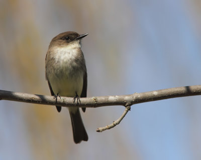 Moucherolle Phébi - Eastern Phoebe