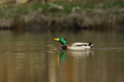 Colvert - Mallard