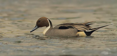 Canard Pilet - Northern Pintail