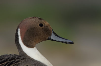 Canard Pilet - Northern Pintail