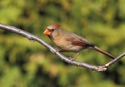 Cardinal - Northern Cardinal