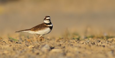 Pluvier Kildir - Kildeer