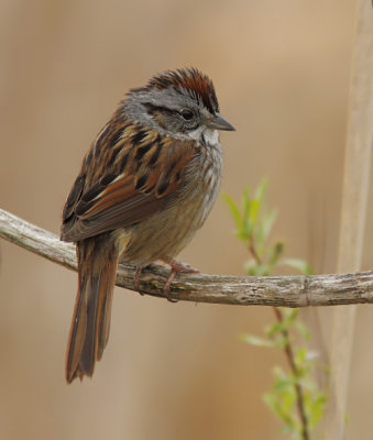 Bruant des Marais - Swamp Sparrow