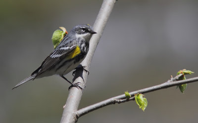 Paruline a croupion jaune - Yellow-rumped Warbler