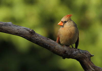 Cardinal Rouge - Northern Cardinal