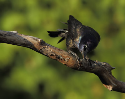 Quiscale Bronz - Common Grackle 