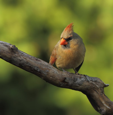 Cardinal Rouge - Northern Cardinal 