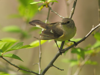 Paruline Flamboyante - American Redstart
