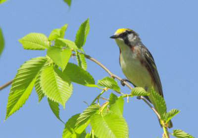 Paruline a flanc marron - Chestnut-sided Warbler