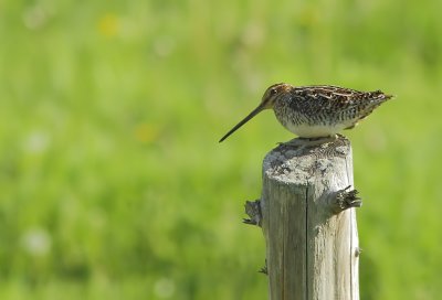 Bcassine de Wilson - Wilson Snipe