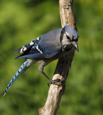 Geai Bleu - Blue Jay 
