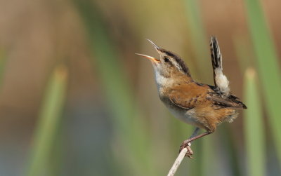 Troglodyte des Marais - Marsh Wren 