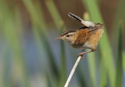 Troglodyte des Marais - Marsh Wren  