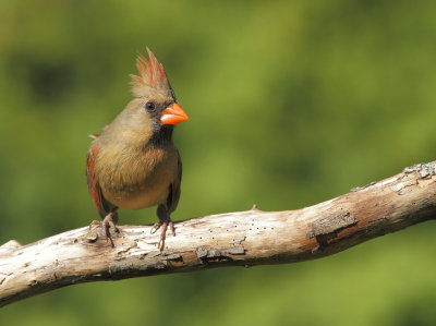 Cardinal Rouge - Northern Cardinal