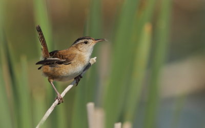 Troglodyte des Marais - Marsh Wren 