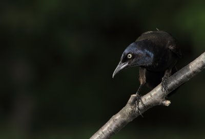 Quiscale - Common grackle