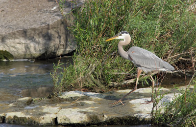 Grand Heron - Great Blue Heron
