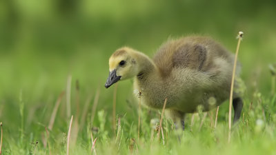 Bernache du Canada - Canada Goose