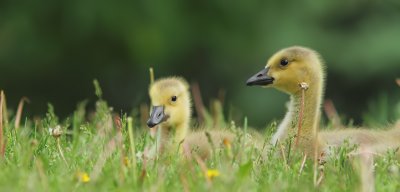 Bernache du Canada - Canada Goose