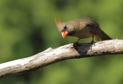 Cardinal Rouge - Northern Cardinal 