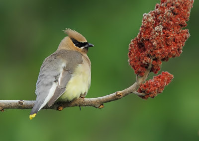 Jaseur d`Amrique - Cedar Waxwing