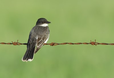 Tyran Tritri - Eastern Kingbird