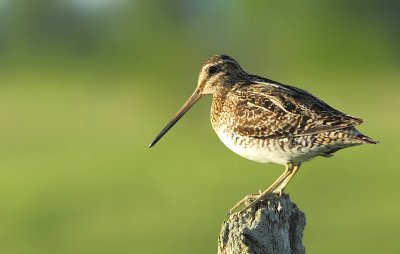 Bcassine de Wilson - Wilson Snipe