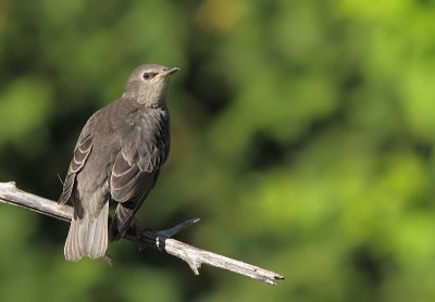 tourneau Sansonnet - Common Starling