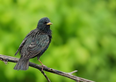 tourneau Sansonnet - Common Starling 