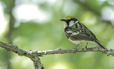 Paruline a flanc marron - Chestnut-sided Warbler