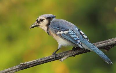 Geai Bleu - Blue Jay