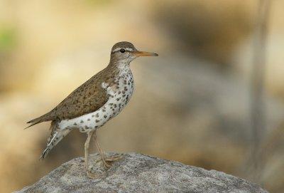 Chevalier Grivel - Spotted Sandpiper