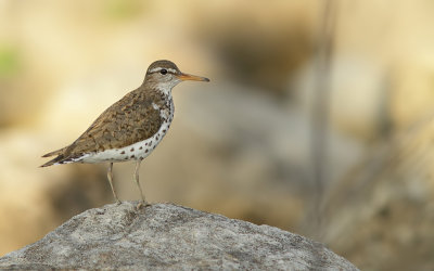 Chevalier Grivel - Spotted Sandpiper