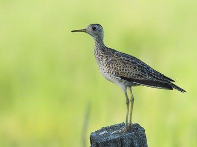 Maubeche des Champs - Upland Sandpiper