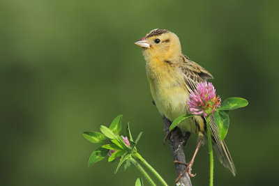 Goglu des Prs - Bobolink