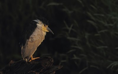 Bihoreau Gris - Black-crowned Night Heron