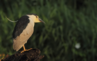 Bihoreau Gris - Black-crowned Night Heron 