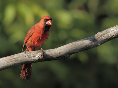 Cardinal Rouge - Northern Cardinal 