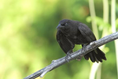 Quiscale - Grackle