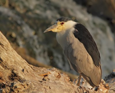 Bihoreau Gris - Black-Crowned Night Heron