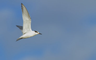 Sterne Pierregarin - Common Tern 