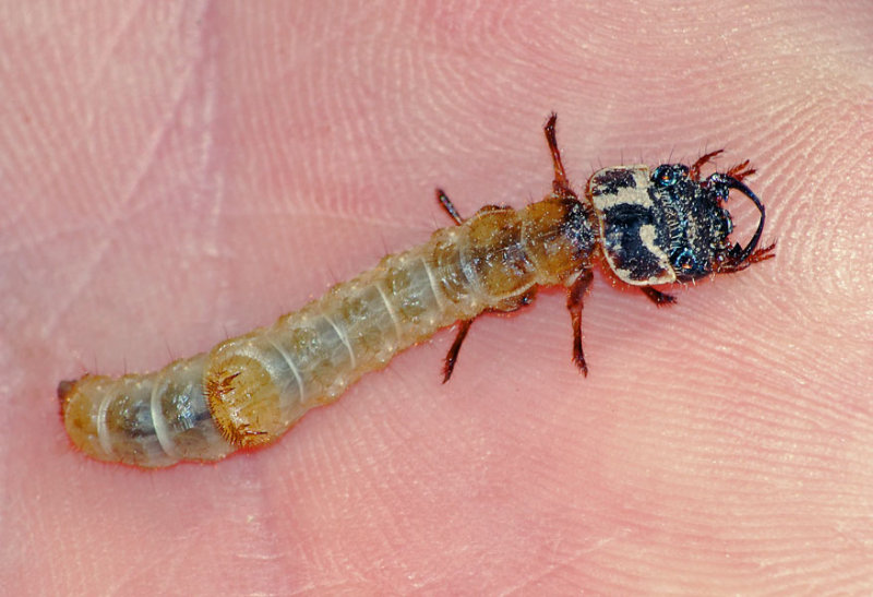 Tiger Beetle larvae